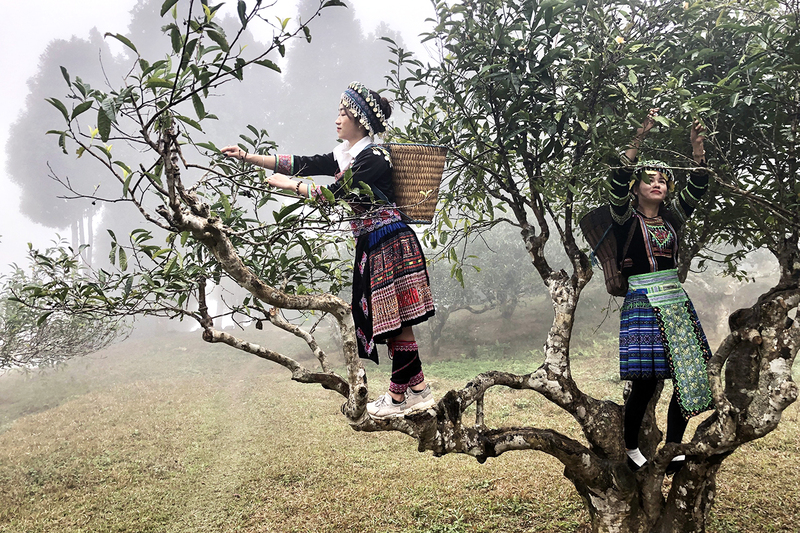 Chè Suối Giàng hội tụ tinh túy miền núi cao Tây Bắc