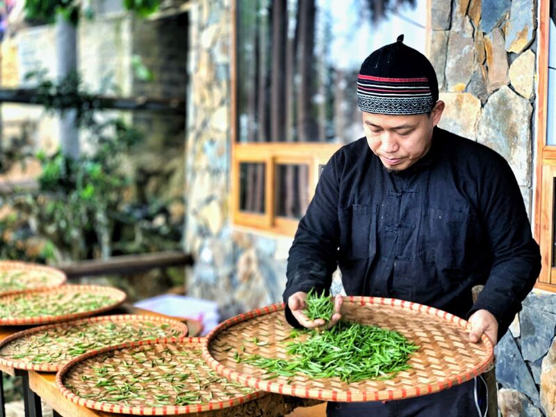 Chè Suối Giàng hội tụ tinh túy miền núi cao Tây Bắc