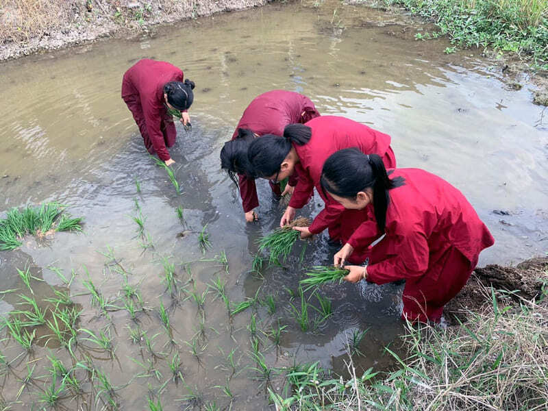 Khu du lịch văn hóa Phương Nam: Chốn bình yên xứ Sen Hồng