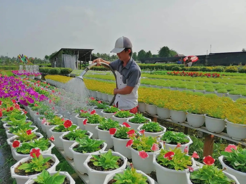 Làng hoa Sa Đéc - Trung tâm du lịch hoa lớn nhất miền Tây