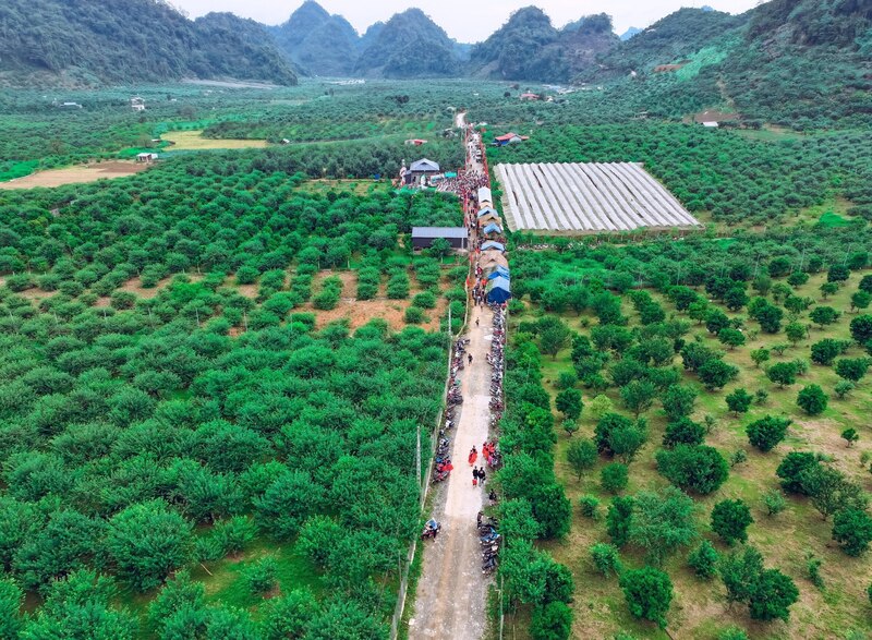 Cao nguyên Mộc Châu - tiếng gọi từ những giấc mơ xanh