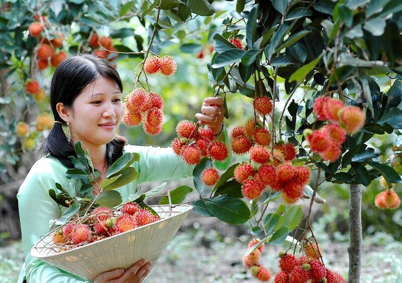 Khám phá Cù lao Tân Quy: Hòn đảo xanh giữa lòng sông Hậu