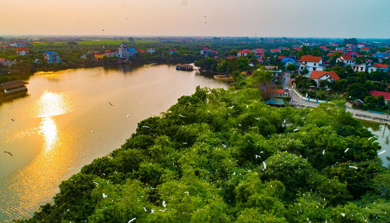 Đảo Cò Chi Lăng: Thiên đường chim muông giữa lòng Hải Dương