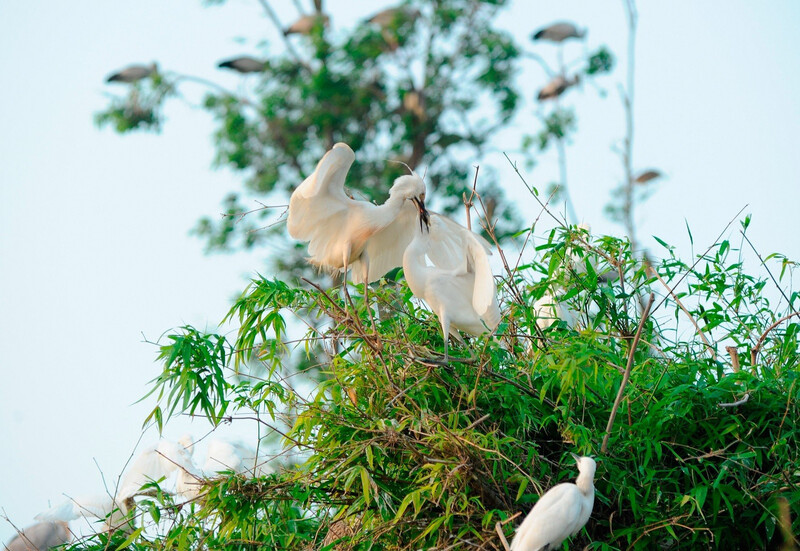 Đảo Cò Chi Lăng: Thiên đường chim muông giữa lòng Hải Dương