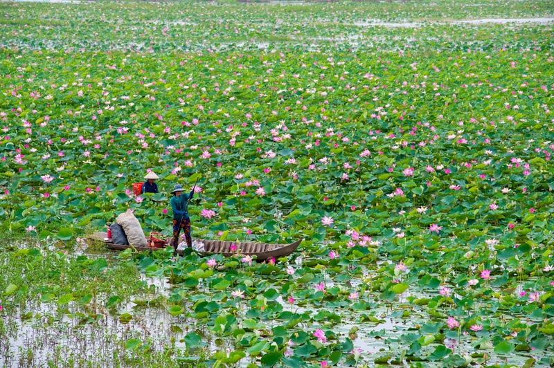 Đồng Tháp Mười - Khám phá xứ sở hoa sen thanh bình