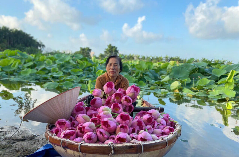 Đồng Tháp Mười - Khám phá xứ sở hoa sen thanh bình