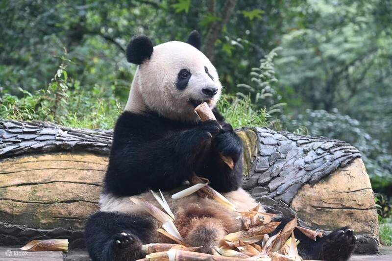 Du lịch Thành Đô, khám phá Top 10 địa điểm độc đáo nhất