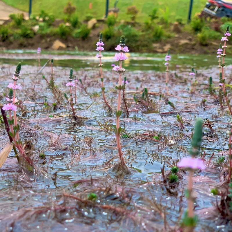 Hồ Tảo Hồng - Khám phá vẻ đẹp độc đáo và ngất ngây lòng người 