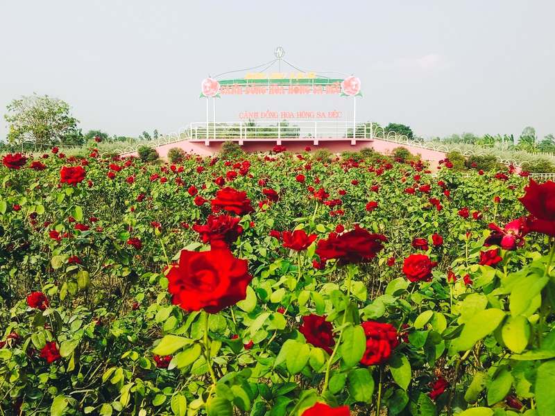 Khu du lịch cánh đồng hoa hồng Sa Đéc, điểm đến mới ở miệt vườn