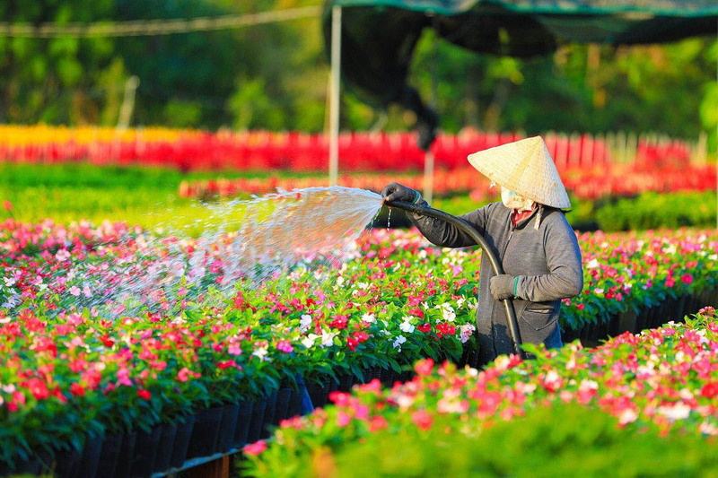 Khu du lịch cánh đồng hoa hồng Sa Đéc, điểm đến mới ở miệt vườn