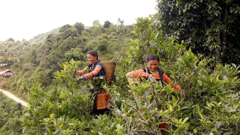 Top 10 đặc sản Tà Xùa - Món ngon bạn nhất định phải thử