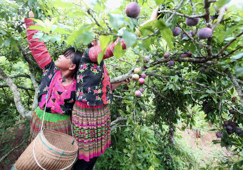 Thung lũng mận Nà Ka, điểm đến hấp dẫn của Mộc Châu