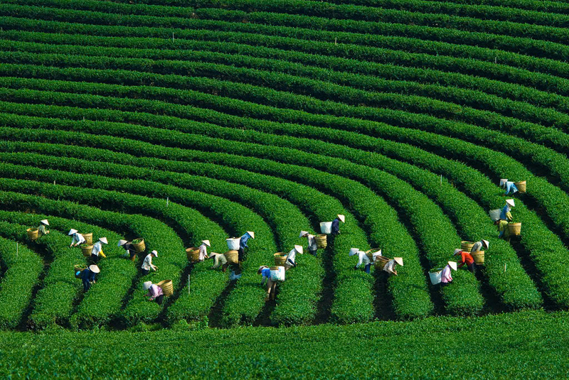 Đồi chè Tân Cương: Say đắm trước sắc xanh dịu dàng giữa lòng Thái Nguyên