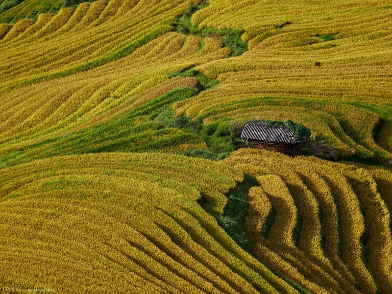 Xím Vàng: Thiên đường vàng bất tận tại Sơn La