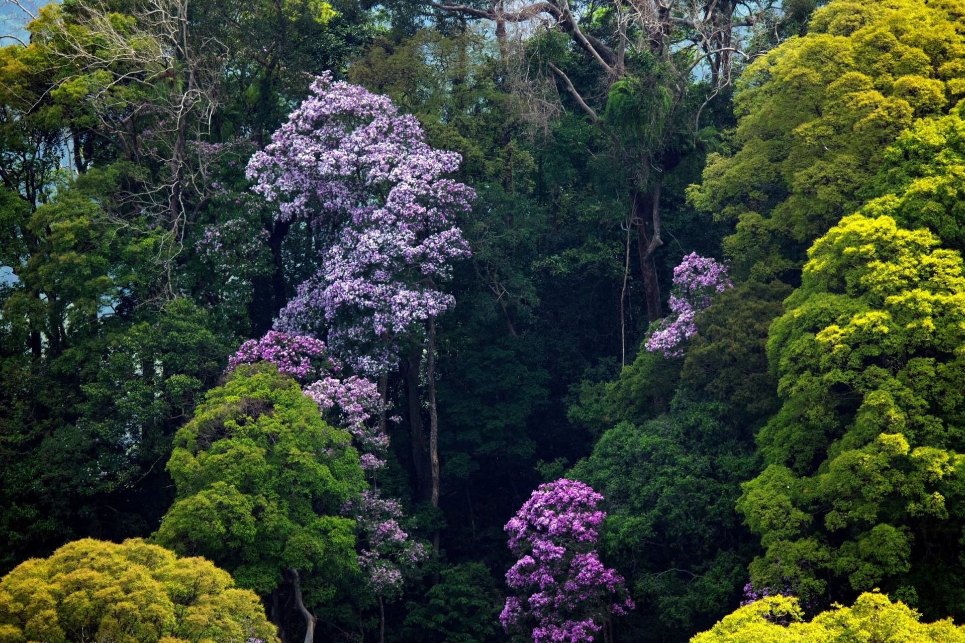 Hệ thực vật đa dạng theo mùa tại rừng
